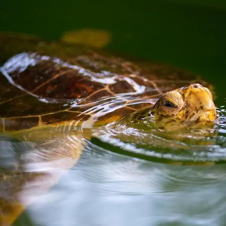 Emel Paradise 펜션 무글라