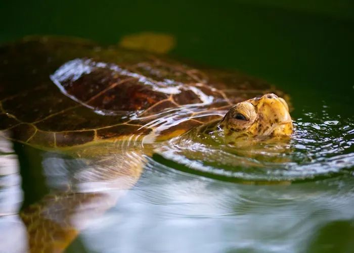 Emel Paradise Дом отдыха Мугла